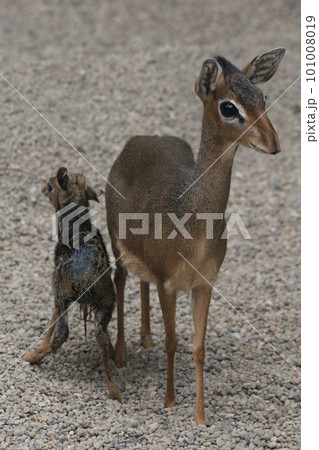 dikdik mother and newborn child dikdik mother and newborn child 101008019