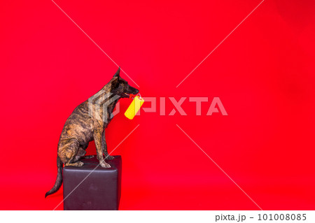 Dog dutch shepherd playing with paint roller in red room. Renovation concept 101008085