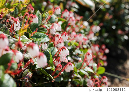 新潟県と群馬県の県境にある平標山の登山道に咲くアカモノの花の群生 新潟県と群馬県の県境にある平標山の登山道に咲くアカモノの花の群生 101008112
