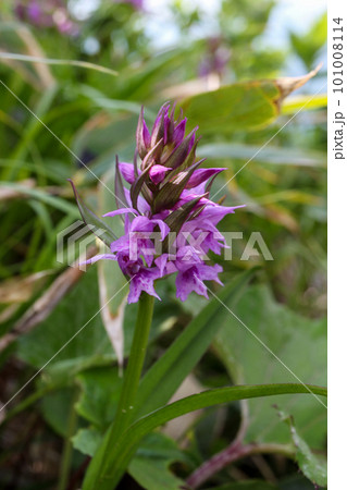 新潟県と群馬県の県境にある平標山に咲くハクサンチドリの花 新潟県と群馬県の県境にある平標山に咲くハクサンチドリの花 101008114