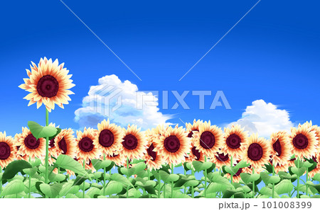 夏のイラスト素材・入道雲とヒマワリ畑（近景）とヒマワリ 青空背景  差分あり 101008399