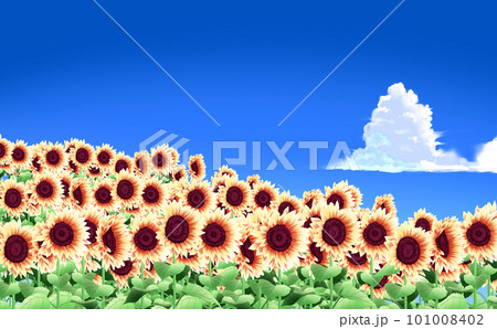 夏のイラスト素材・入道雲と丘に広がるヒマワリ畑 青空背景  差分あり 101008402