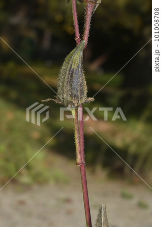 Okra 101008708