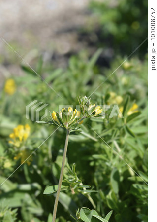 Carpathian Kidney Vetch 101008752