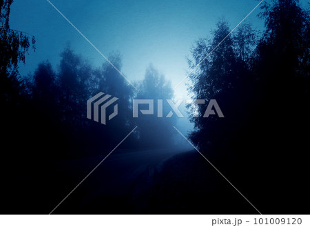 Night foggy forest road 101009120