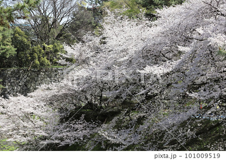 名古屋城 名城公園 桜 愛知県 名古屋城 名城公園 桜 愛知県 101009519