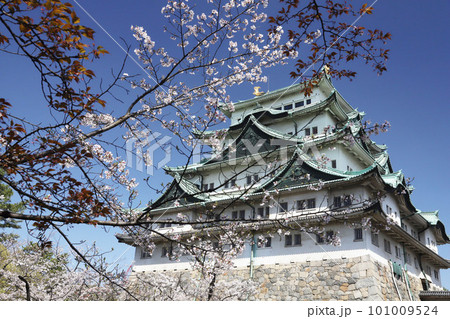名古屋城 名城公園 桜 愛知県 名古屋城 名城公園 桜 愛知県 101009524