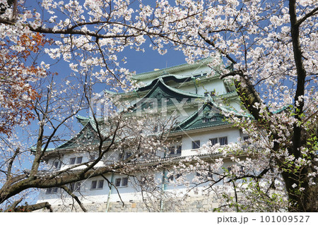 名古屋城 名城公園 桜 愛知県 名古屋城 名城公園 桜 愛知県 101009527