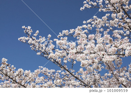 名古屋城 名城公園 桜 愛知県 名古屋城 名城公園 桜 愛知県 101009559