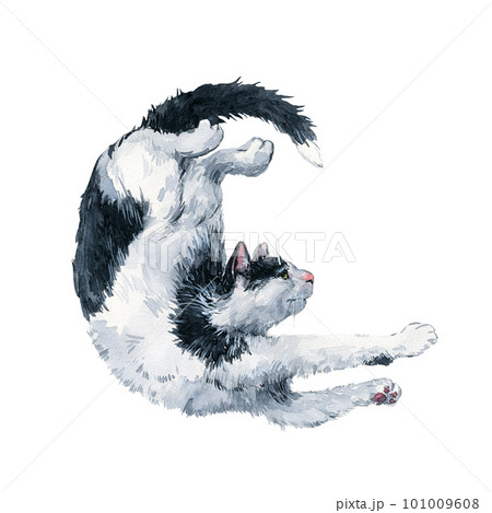 Cute bicolor black and white cat stretching. Watercolor painting isolatedon white background Cute bicolor black and white cat stretching. Watercolor painting isolatedon white background 101009608