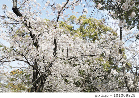 鶴舞公園　桜　名古屋市公会堂 101009829