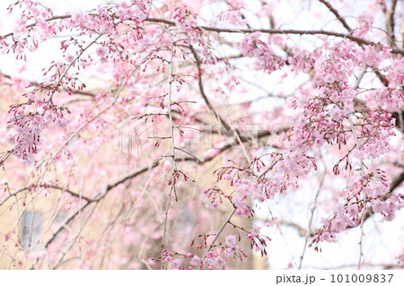 鶴舞公園 桜 名古屋市公会堂 鶴舞公園 桜 名古屋市公会堂 101009837