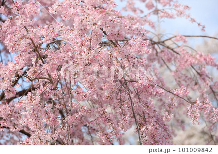 鶴舞公園　桜　名古屋市公会堂 101009842
