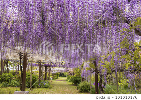 みやざき園の藤棚【長崎県大村市】 101010176