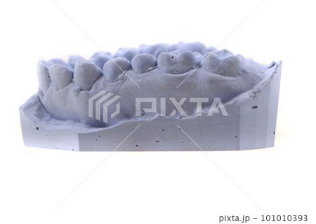teeth gypsum model isolated teeth gypsum model isolated 101010393