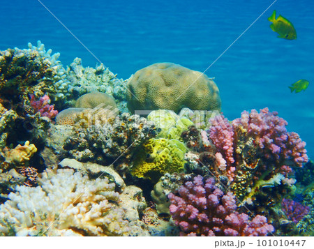 coral reef in Egypt coral reef in Egypt 101010447
