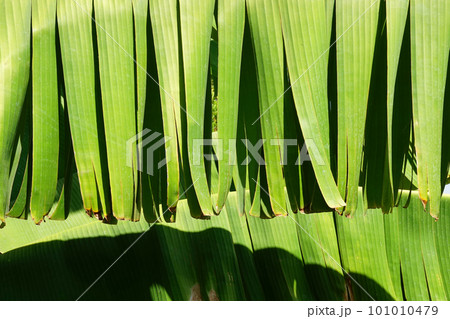 banana plant leaves texture banana plant leaves texture 101010479