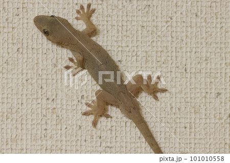 家の中に現れたヤモリ　壁にはりつく　ゆっくり向きを変える 101010558