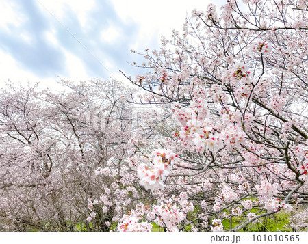 満開な桜公園 101010565