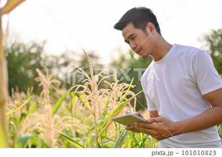 An Asian-aged farmer or farm owner using his tablet for his smart farm system An Asian-aged farmer or farm owner using his tablet for his smart farm system 101010823
