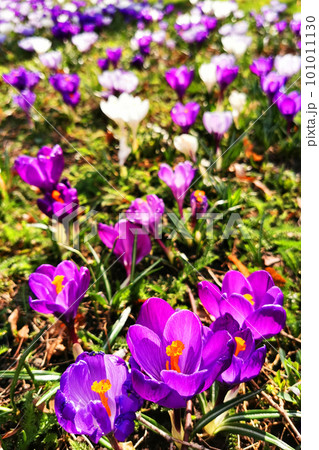 spring crocus in the garden 101011130