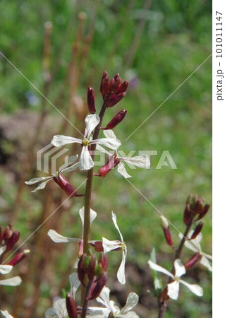 ルッコラの花 101011147