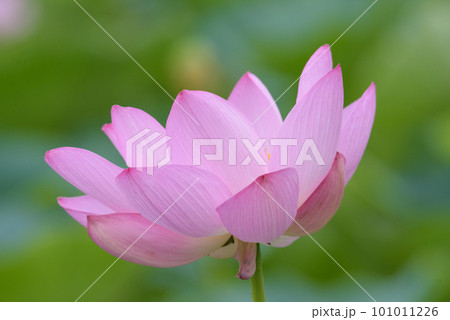 7月のハスの花 7月のハスの花 101011226