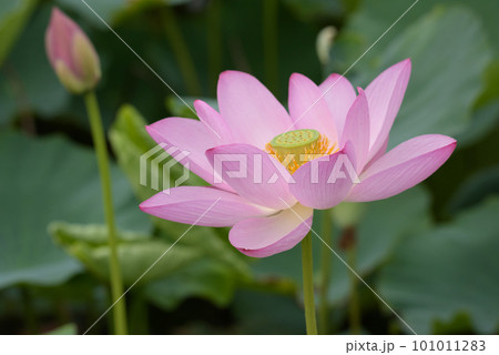 7月のハスの花 7月のハスの花 101011283