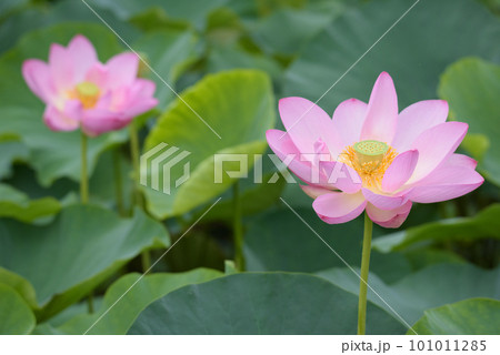 7月のハスの花 101011285