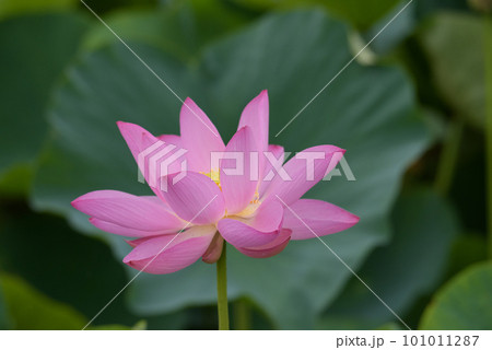 7月のハスの花 7月のハスの花 101011287