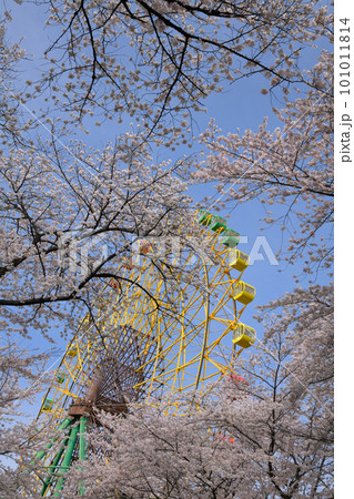 桜満開の華蔵寺公園遊園地 101011814