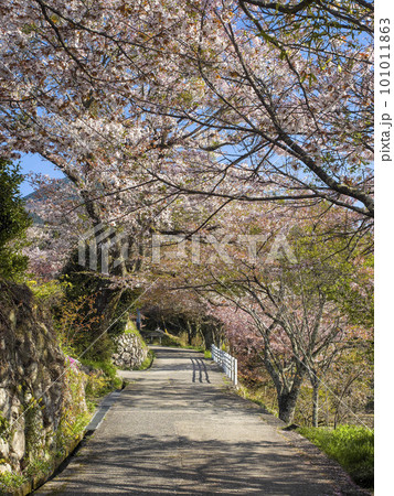 三多気の道沿いに咲く桜の花 101011863