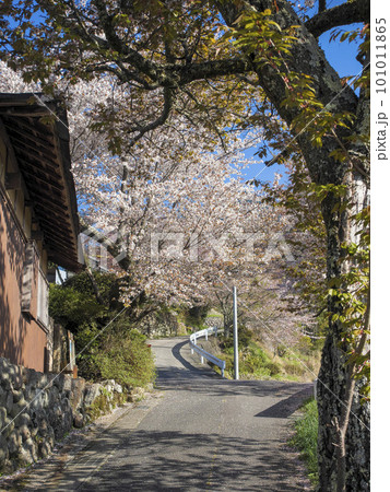 三多気の道沿いに咲く桜の花 101011865