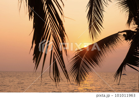 Silhouette coconut palm tree on sea and sunset sky background Silhouette coconut palm tree on sea and sunset sky background 101011963