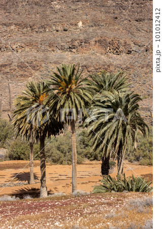 Valley with a palm tree oasis, Fuerteventura 101012412