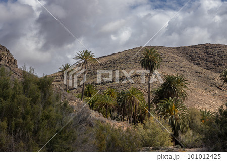 Valley with a palm tree oasis, Fuerteventura 101012425