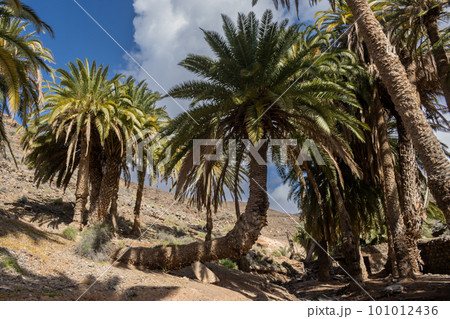 Valley with a palm tree oasis, Fuerteventura 101012436