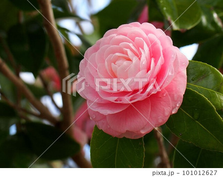 春空と雨上がりのオトメツバキの花 春空と雨上がりのオトメツバキの花 101012627