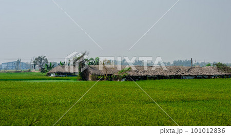 A farmer's hut at a distance on a green rice field on a foggy sky background. A farmer's hut at a distance on a green rice field on a foggy sky background. 101012836