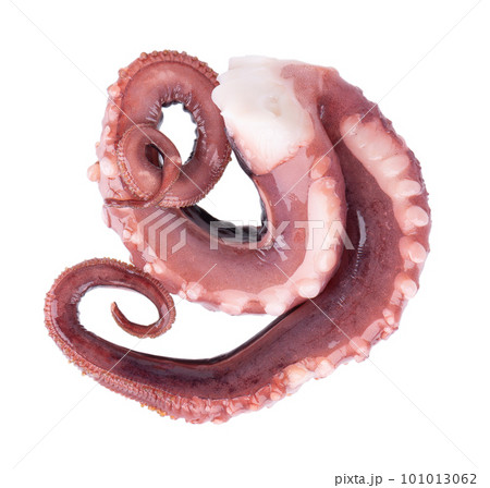Squid tentacles isolated on white background. Fresh raw gigant squid. Top view. Squid tentacles isolated on white background. Fresh raw gigant squid. Top view. 101013062