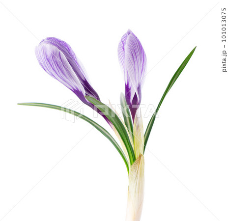 Crocus flower isolated on white background. Close up of saffron flower. 101013075