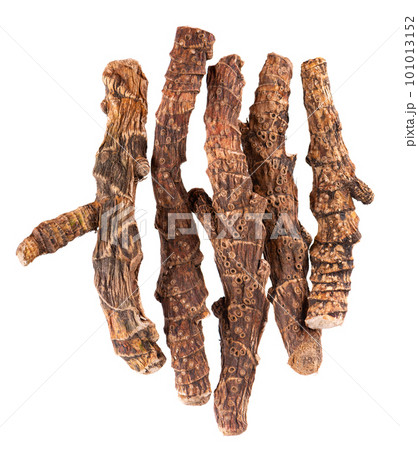Calamus root isolated on white background. Sweet flag, sway or muskrat root, vasambu. Dry root of Acorus calamus. Top view. Calamus root isolated on white background. Sweet flag, sway or muskrat root, vasambu. Dry root of Acorus calamus. Top view. 101013152