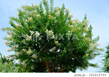 白いサルスベリの花 101013744