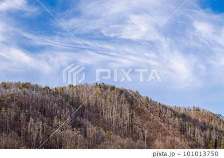 松枯れの山　松本市 101013750