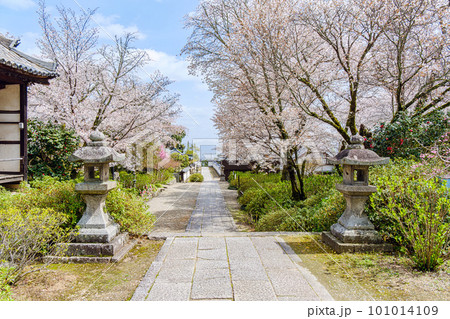 【奈良県】大和郡山市 矢田寺(金剛山寺)  (2023/03/27撮影) 101014109