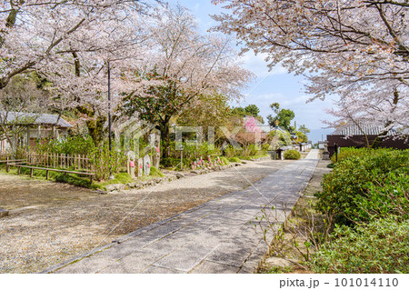 【奈良県】大和郡山市 矢田寺(金剛山寺)  (2023/03/27撮影) 101014110