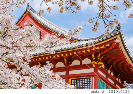 【奈良県】大和郡山市 矢田寺(金剛山寺)  (2023/03/27撮影) 101014139