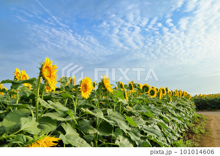 [定額] 栃木県 野木町 ひまわり畑 101014606