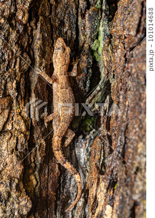 Hemidactylus mercatorius, Tsingy de Bemaraha, Madagascar wildlife 101014688