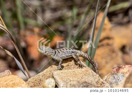 Merrem's Madagascar swift, Oplurus cyclurus, Isalo National Park. Madagascar wildlife 101014695